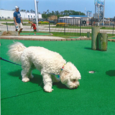 Dog Playing Mini Golf