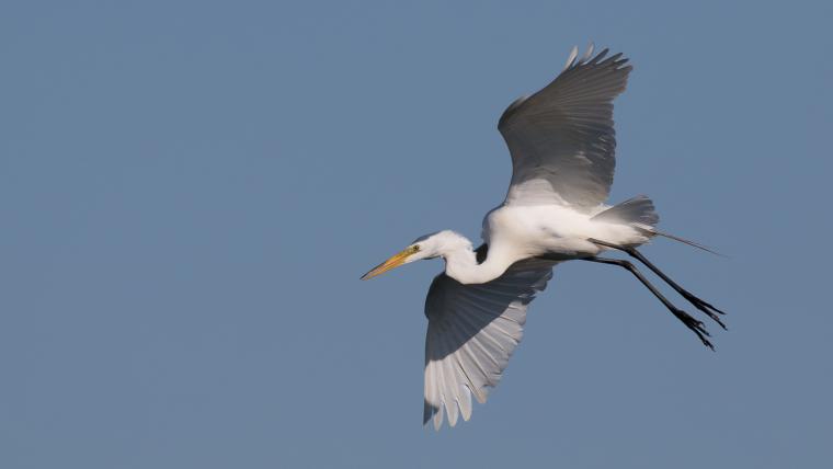a bird soars over the Delaware Bay