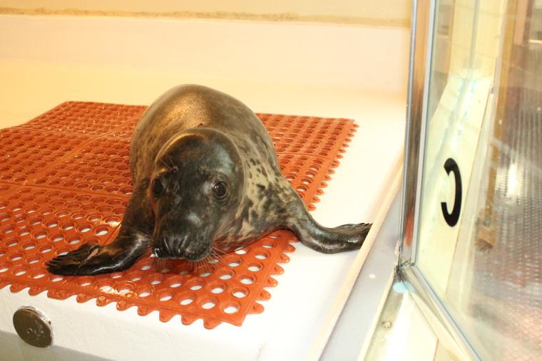 Seal rescued