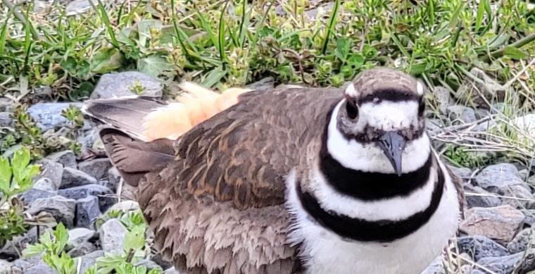Killdeer closeup