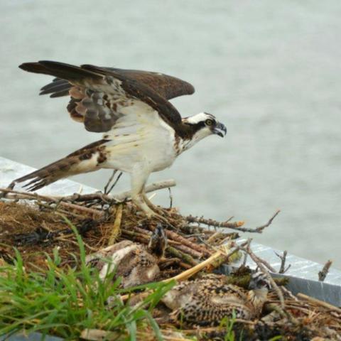 Ferry Osprey