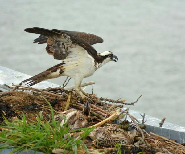 Osprey Family Living At Lewes Terminal Ferry Osprey