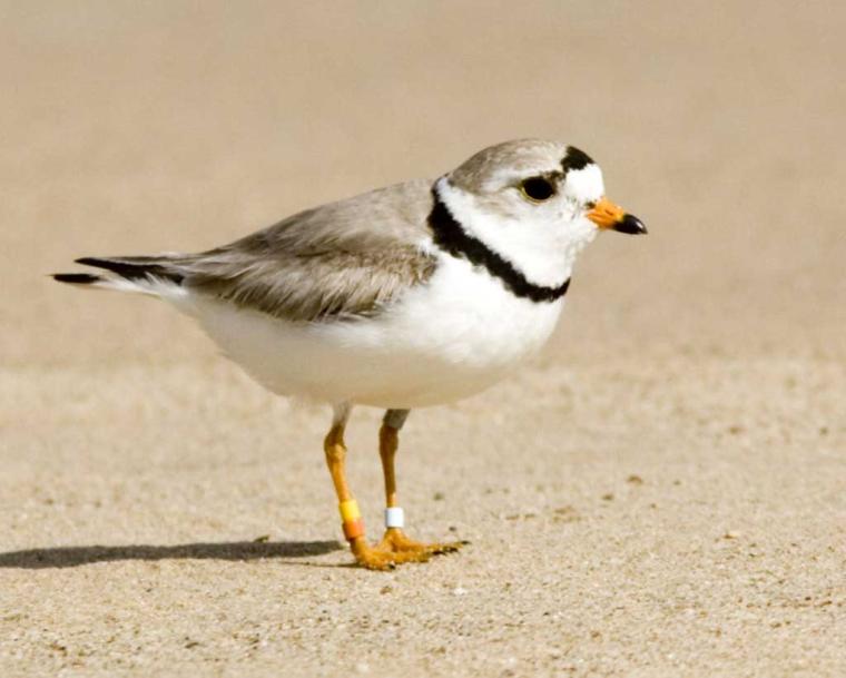 Piping Plover