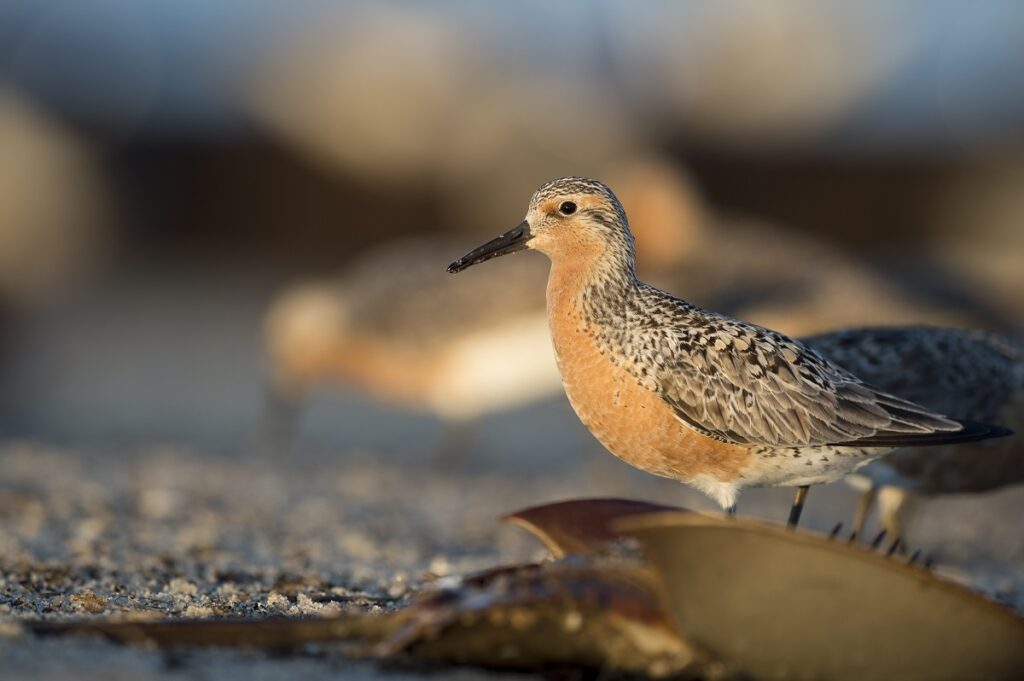 Close-up of Redknot bird