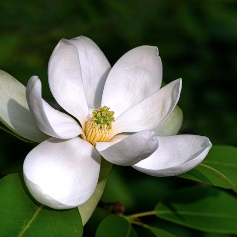 Sweetbay Magnolia