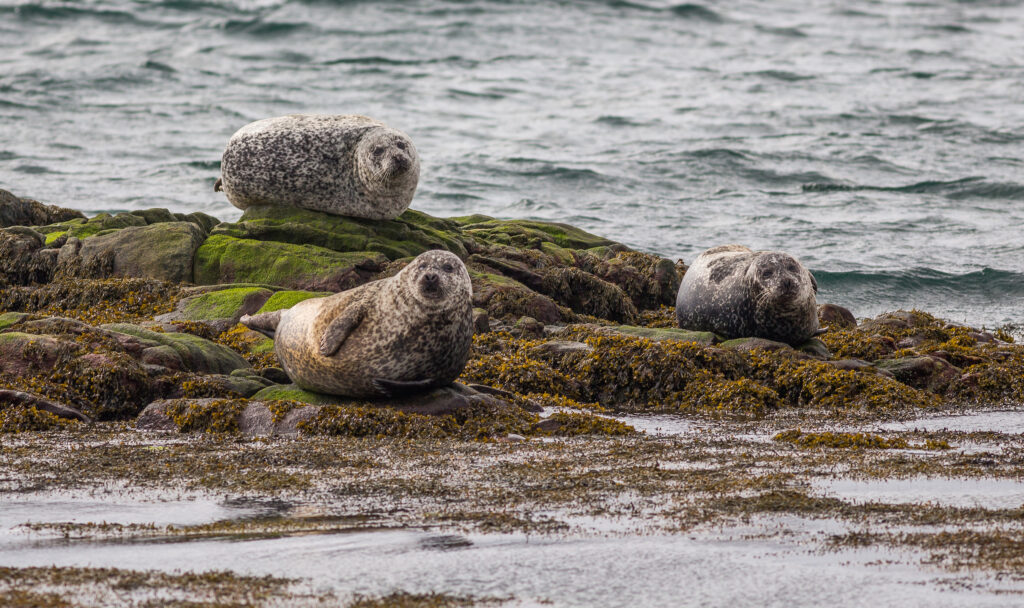 Seals seen from the Cape May - Lewes Ferry in Lewes, Delaware