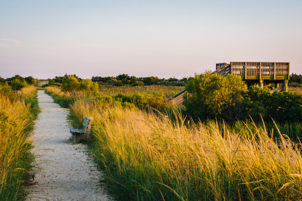 Flat walking trail and observation platform in South Cape May Meadows preserve in Cape May, NJ, owned by The Nature Conservancy, with freshwater wetlands, dune views, and shorebird habitat along Sunset Boulevard.