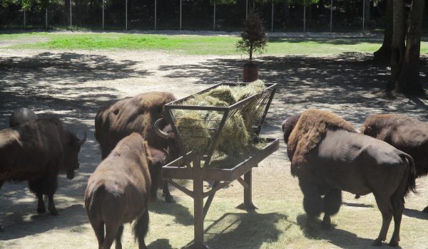 The picture shows Bison at the Cape May County Zoo standing around a hay bin on a sunny day in their enclosure