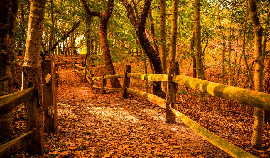 Fall foliage surrounds a charming country path with a split rail fence along one side