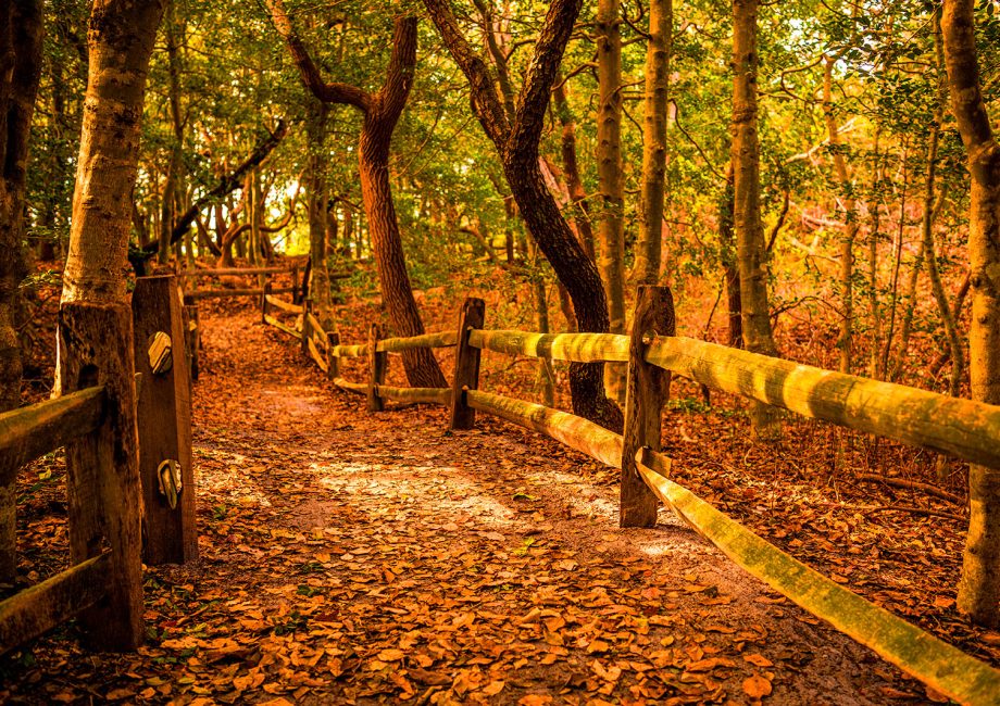 Fall foliage surrounds a charming country path with a split rail fence along one side