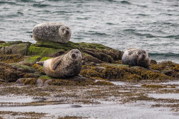 Seals seen from the Cape May - Lewes Ferry in Lewes, Delaware